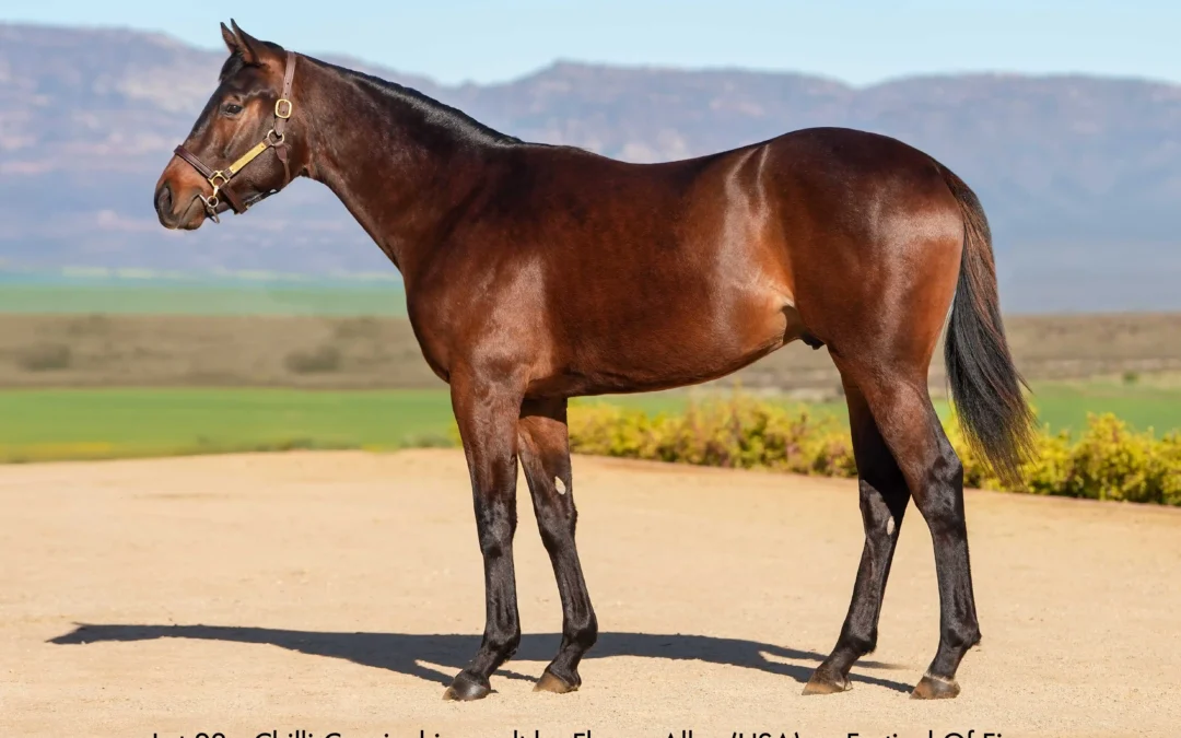 Lot 23 Chilli Carnival