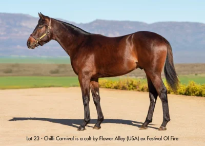 Lot 23 Chilli Carnival