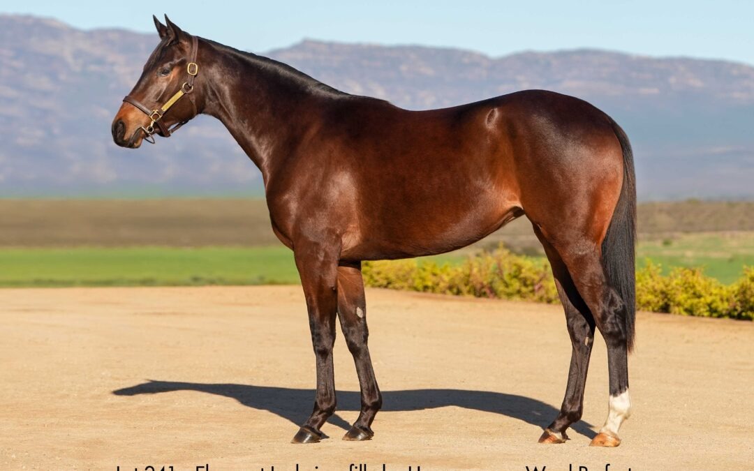 Lot 241 Eloquent Lady
