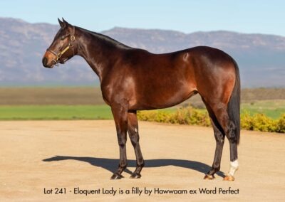Lot 241 Eloquent Lady