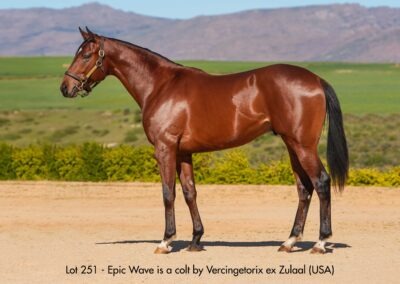 Lot 251 Epic Wave