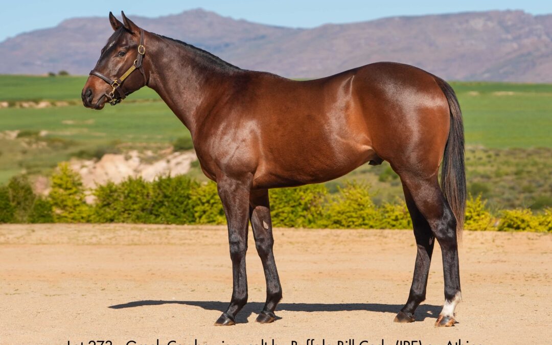 Lot 273 Greek Cowboy