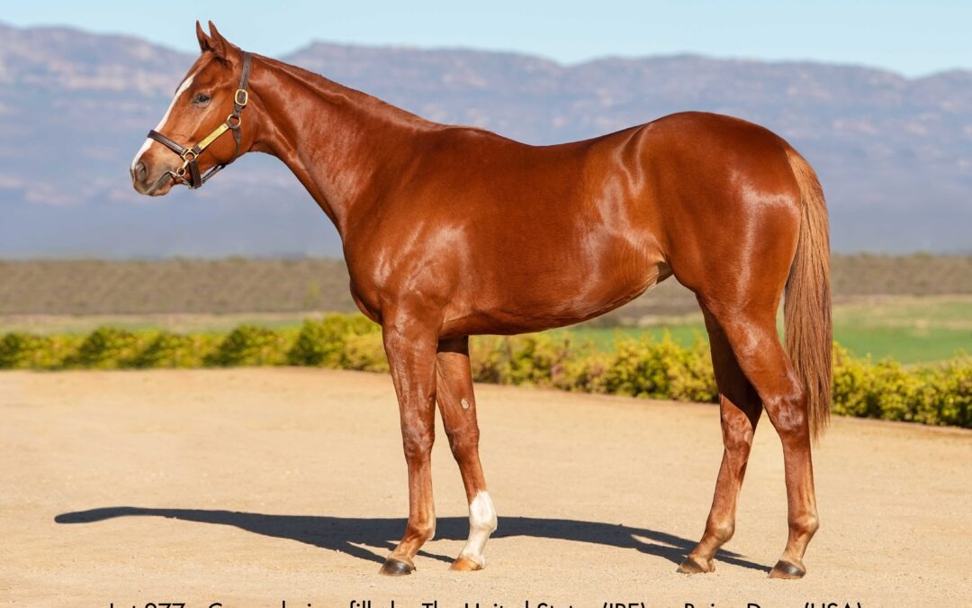 Lot 277 Consuelo