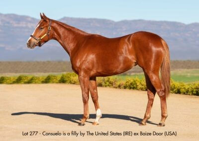 Lot 277 Consuelo