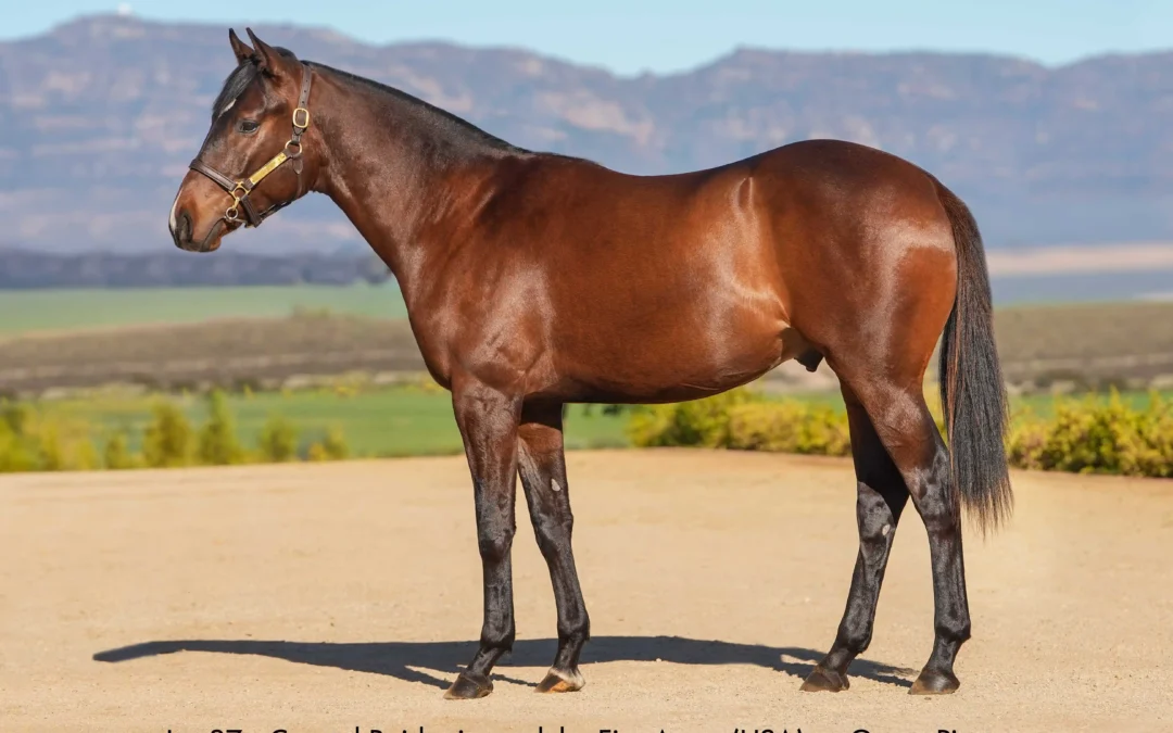 Lot 37 Coastal Raider
