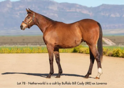 Lot 78 Netherworld