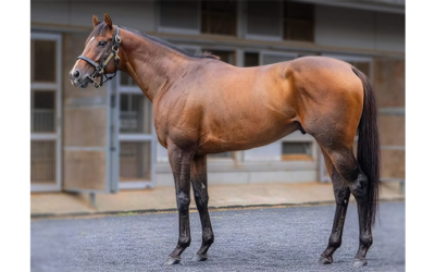 Danon Scorpion sister catches the eye